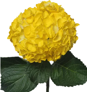 Vibrant Yellow Hydrangea Bloom PNG image