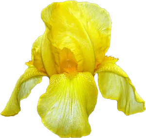 Vibrant Yellow Iris Flower PNG image