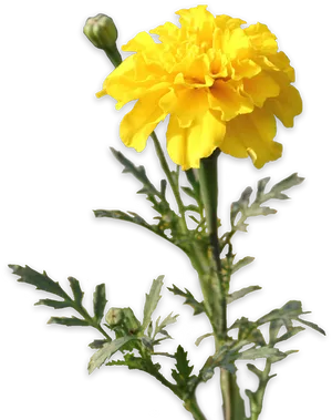 Vibrant Yellow Marigold Flower PNG image