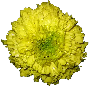 Vibrant Yellow Marigoldwith Dew Drops PNG image