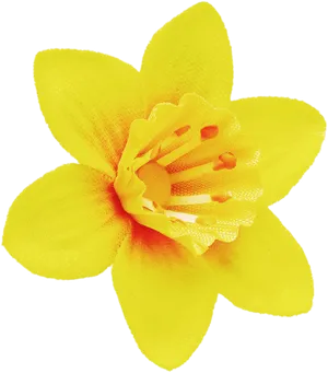 Vibrant Yellow Narcissus Flower PNG image