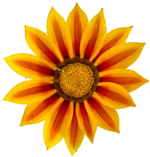 Vibrant Yellow Orange Daisy Flower.jpg PNG image