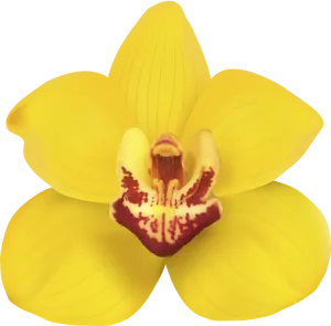 Vibrant Yellow Orchid Bloom PNG image