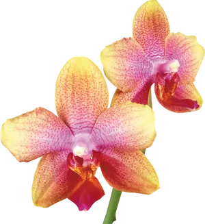 Vibrant_ Yellow_ Pink_ Orchids PNG image