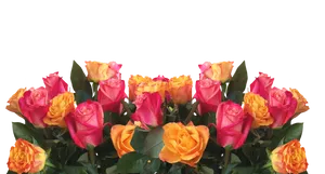 Vibrant Yellow Pink Roses Black Background.jpg PNG