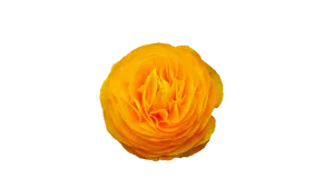 Vibrant Yellow Ranunculus Flower