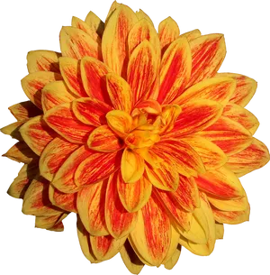 Vibrant Yellow Red Dahlia Flower PNG image