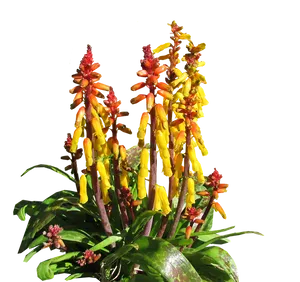 Vibrant Yellow Red Flower Stalks