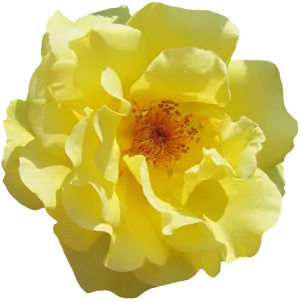 Vibrant Yellow Rose Black Background