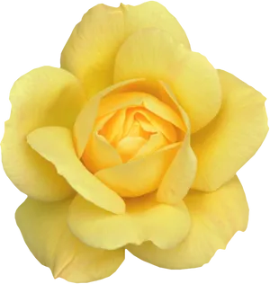 Vibrant Yellow Rose Bloom