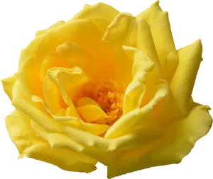 Vibrant Yellow Rose Bloom PNG image