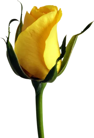 Vibrant Yellow Rose Bud PNG image