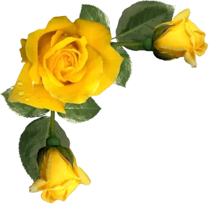 Vibrant Yellow Rose Duo.png PNG
