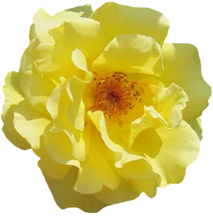 Vibrant Yellow Rose Flower
