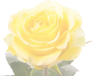 Vibrant Yellow Rose Isolated PNG