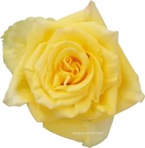 Vibrant Yellow Rose Isolated PNG image