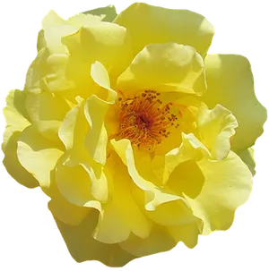 Vibrant Yellow Rose Isolated