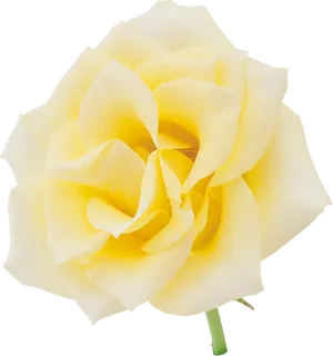 Vibrant Yellow Rose Isolated PNG image