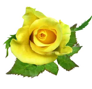 Vibrant Yellow Rose Isolated.png