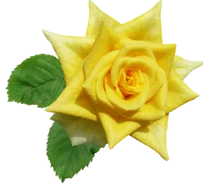 Vibrant Yellow Rose Isolated.png