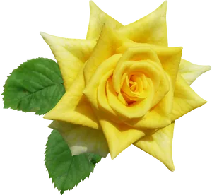 Vibrant Yellow Rose Isolated PNG image