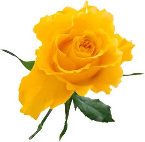 Vibrant Yellow Rose Isolated PNG image