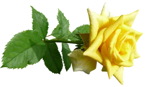 Vibrant Yellow Rose Transparent Background.png