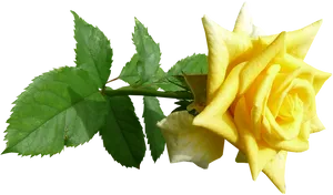 Vibrant Yellow Rose Transparent Background.png PNG image