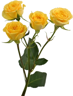 Vibrant Yellow Roses Transparent Background PNG image