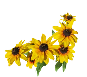 Vibrant Yellow Rudbeckia Flowers