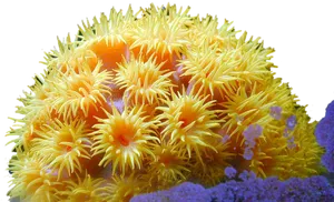 Vibrant Yellow Sea Anemone PNG image