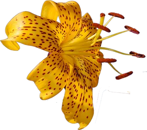 Vibrant Yellow Spotted Lily PNG image