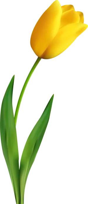 Vibrant Yellow Tulip Flower PNG image
