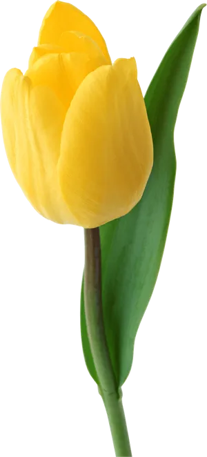 Vibrant Yellow Tulip Single Bloom PNG image