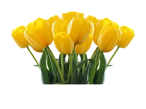 Vibrant Yellow Tulips Black Background PNG image