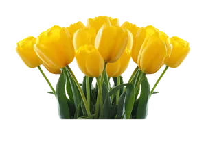 Vibrant Yellow Tulips Bouquet PNG image