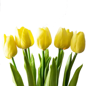 Vibrant Yellow Tulipson Grey PNG image