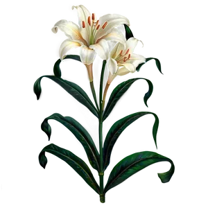 Victorian Lily Decoration Png Ytc49 PNG image