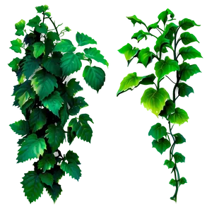 Vine Plants Png Dfc PNG image