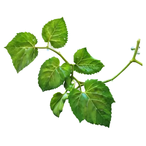 Vine With Morning Dew Png Nai PNG image