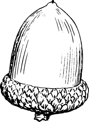 Vintage Acorn Drawing PNG