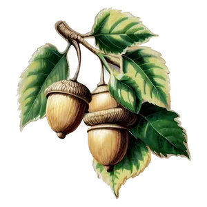 Vintage Acorn Drawing Png Txr PNG image