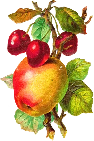 Vintage_ Apple_and_ Cherries_ Branch PNG