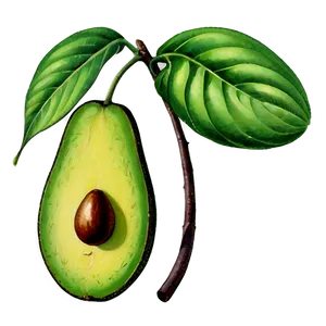 Vintage Avocado PNG Ukl10 PNG
