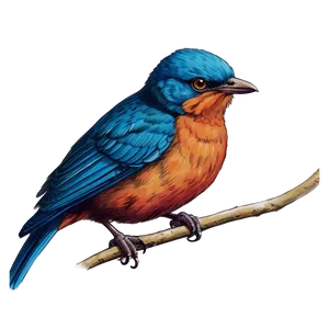 Vintage Bird Drawing PNG 05032024