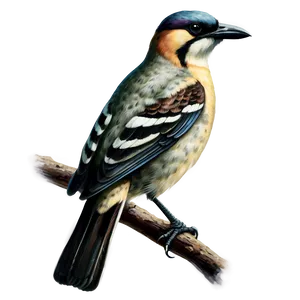 Vintage Bird Drawing PNG 05032024
