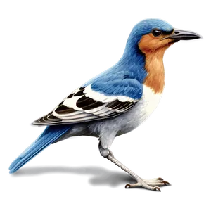 Vintage Bird Drawing PNG 26