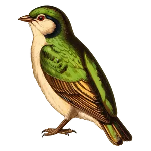 Vintage Bird Drawing PNG 5