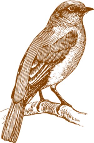 Vintage Bird Illustration