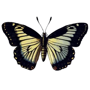 Vintage Black Butterfly PNG 06252024